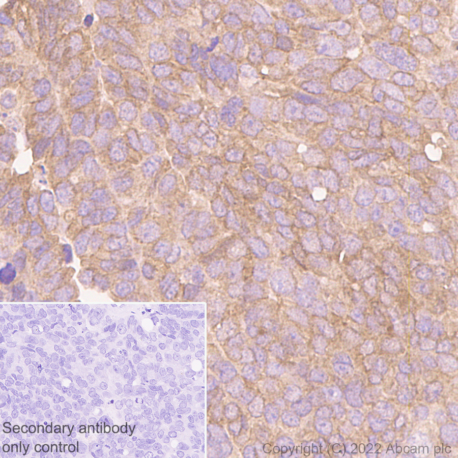 Immunohistochemistry (Formalin/PFA-fixed paraffin-embedded sections) - Anti-SIK3 antibody [EPR23554-71] - BSA and Azide free (AB290756), expandable thumbnail