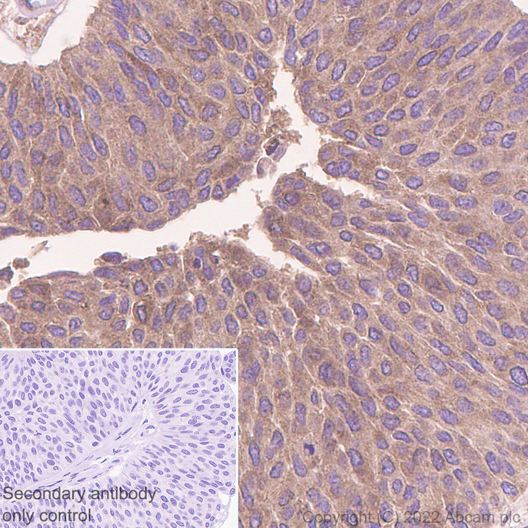 Immunohistochemistry (Formalin/PFA-fixed paraffin-embedded sections) - Anti-SIK3 antibody [EPR23554-71] - BSA and Azide free (AB290756)