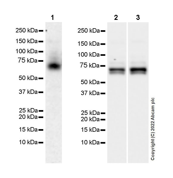 Western blot - Anti-SIK3 antibody [EPR23554-71] - BSA and Azide free (AB290756), expandable thumbnail