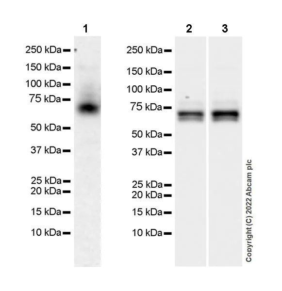 Western blot - Anti-SIK3 antibody [EPR23554-71] - BSA and Azide free (AB290756)