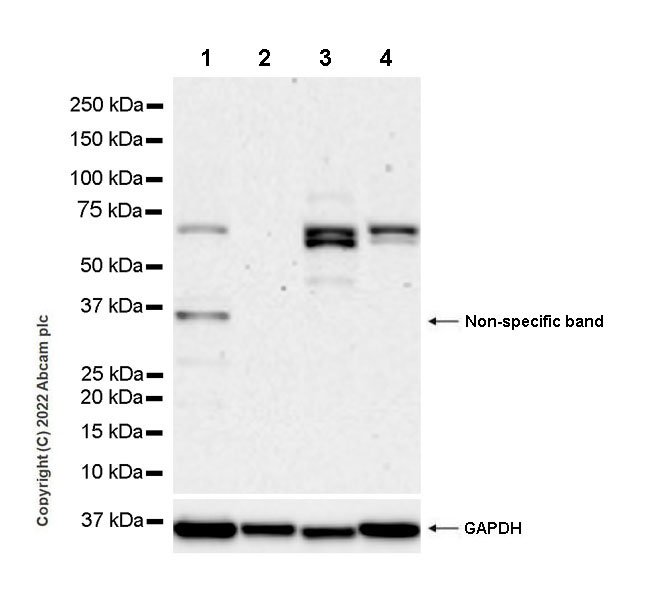 Western blot - Anti-SIK3 antibody [EPR23554-71] - BSA and Azide free (AB290756), expandable thumbnail
