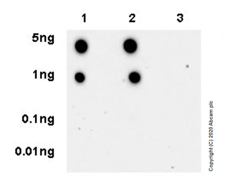Dot Blot - Anti-SIK3 (phospho S551) antibody [EPR20878-12] - BSA and Azide free (AB283510), expandable thumbnail