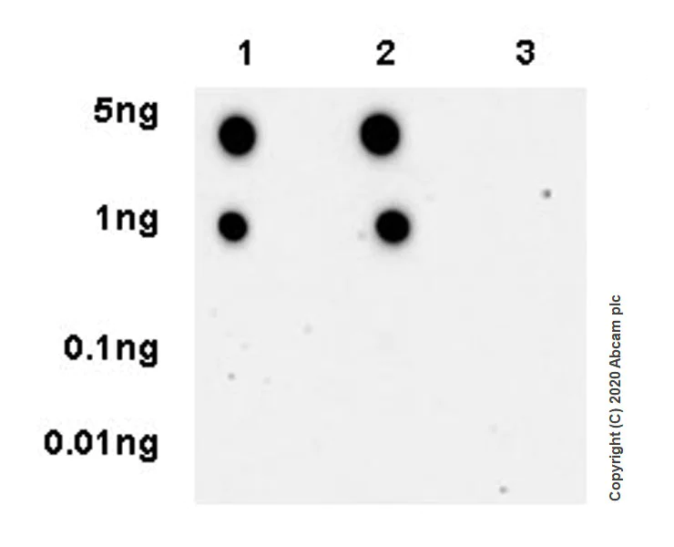 Dot Blot - Anti-SIK3 (phospho S551) antibody [EPR20878-12] - BSA and Azide free (AB283510)