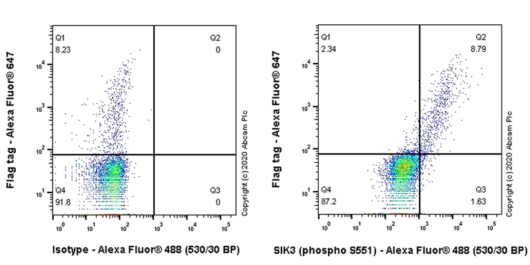 Flow Cytometry (Intracellular) - Anti-SIK3 (phospho S551) antibody [EPR20878-12] - BSA and Azide free (AB283510)