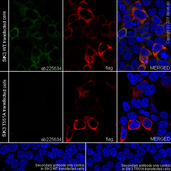 Immunocytochemistry/ Immunofluorescence - Anti-SIK3 (phospho S551) antibody [EPR20878-12] - BSA and Azide free (AB283510), expandable thumbnail