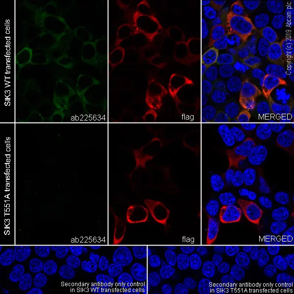 Immunocytochemistry/ Immunofluorescence - Anti-SIK3 (phospho S551) antibody [EPR20878-12] - BSA and Azide free (AB283510)