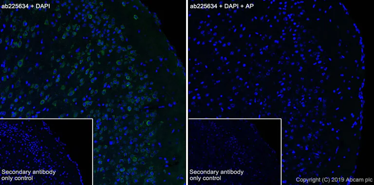 Immunohistochemistry (Frozen sections) - Anti-SIK3 (phospho S551) antibody [EPR20878-12] - BSA and Azide free (AB283510)
