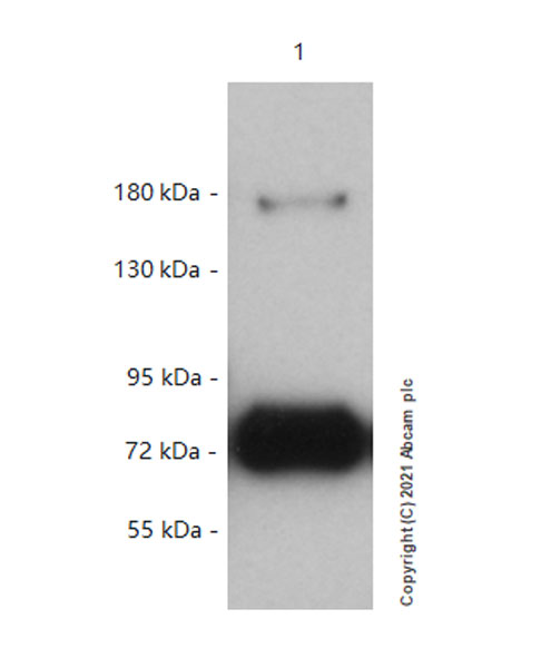 Western blot - Anti-SIK3 (phospho S551) antibody [EPR20878-12] - BSA and Azide free (ab283510), expandable thumbnail
