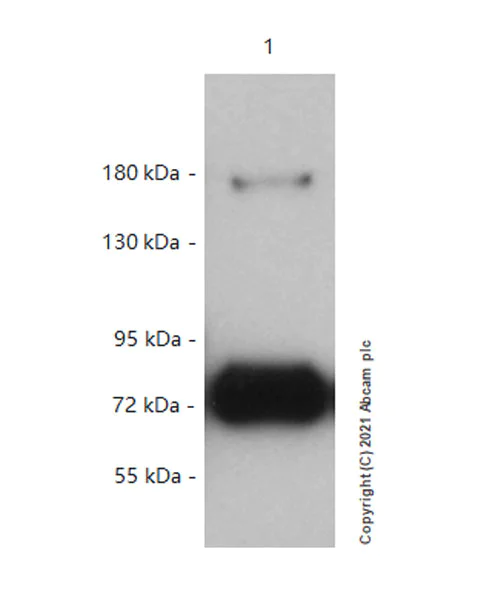 Western blot - Anti-SIK3 (phospho S551) antibody [EPR20878-12] - BSA and Azide free (AB283510)