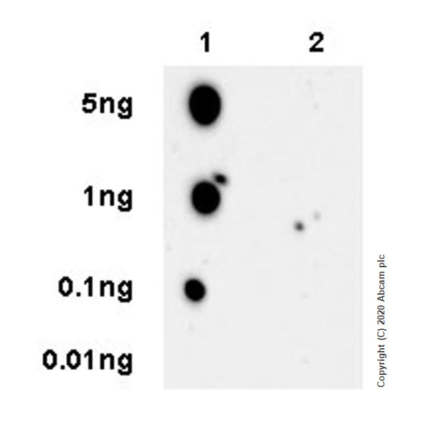 Dot Blot - Anti-SIK3 (phospho T469) antibody [EPR20877-104] (ab225633), expandable thumbnail