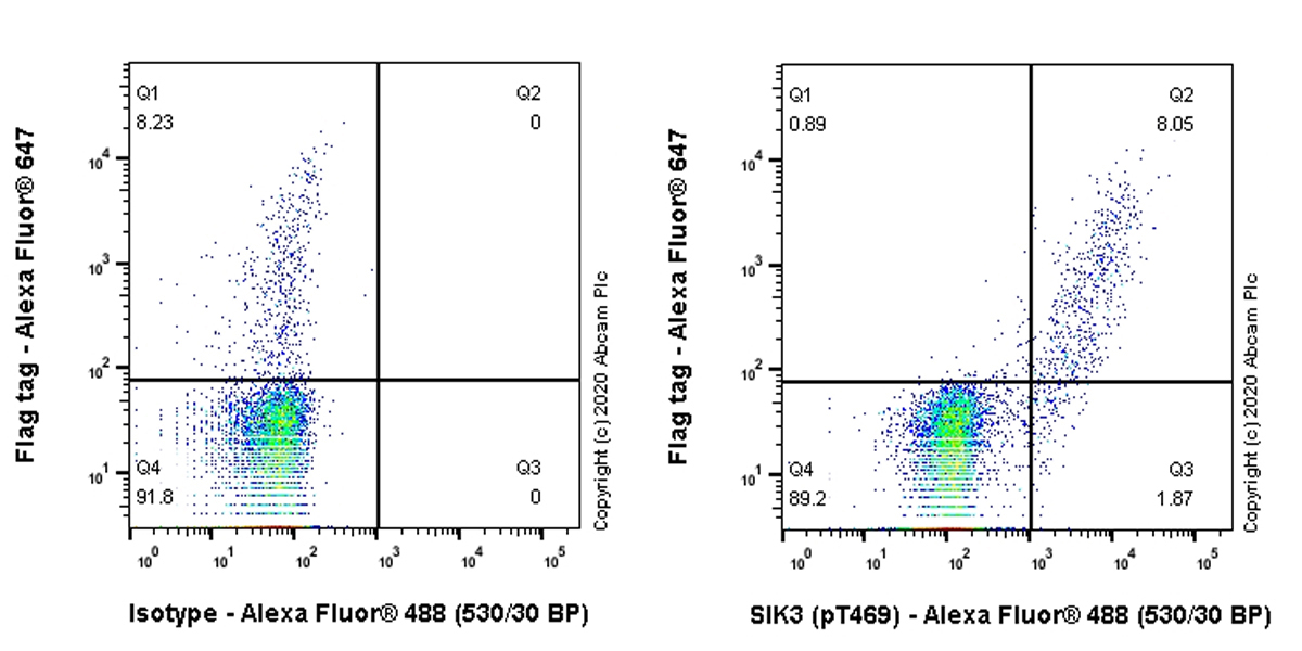 Flow Cytometry (Intracellular) - Anti-SIK3 (phospho T469) antibody [EPR20877-104] (AB225633), expandable thumbnail