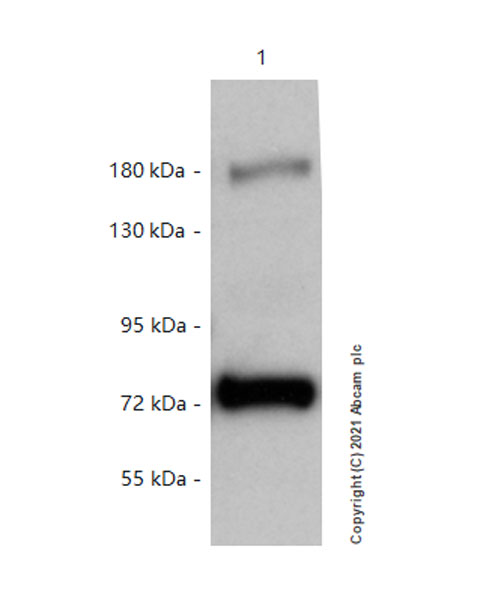 Western blot - Anti-SIK3 (phospho T469) antibody [EPR20877-104] (AB225633), expandable thumbnail