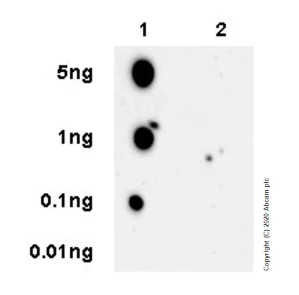 Dot Blot - Anti-SIK3 (phospho T469) antibody [EPR20877-104] - BSA and Azide free (AB283509)
