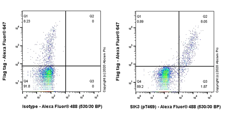 Flow Cytometry (Intracellular) - Anti-SIK3 (phospho T469) antibody [EPR20877-104] - BSA and Azide free (AB283509)