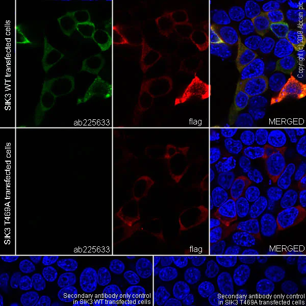 Immunocytochemistry/ Immunofluorescence - Anti-SIK3 (phospho T469) antibody [EPR20877-104] - BSA and Azide free (AB283509)