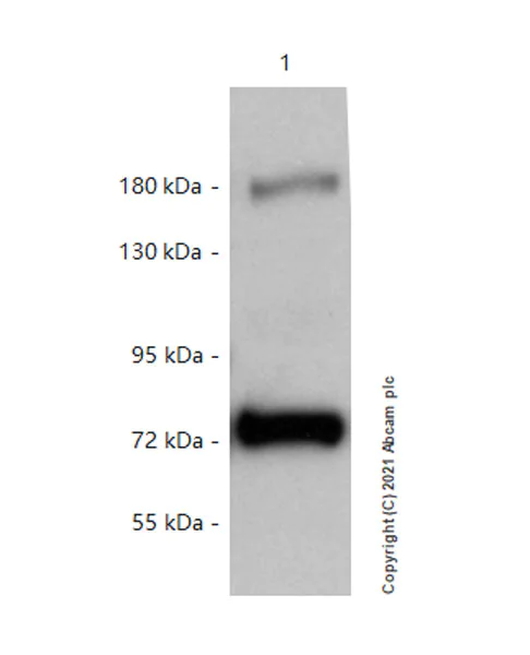Western blot - Anti-SIK3 (phospho T469) antibody [EPR20877-104] - BSA and Azide free (AB283509)