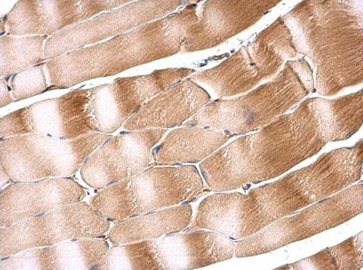 Immunohistochemistry (Formalin/PFA-fixed paraffin-embedded sections) - Anti-SIL1 antibody (AB228844)