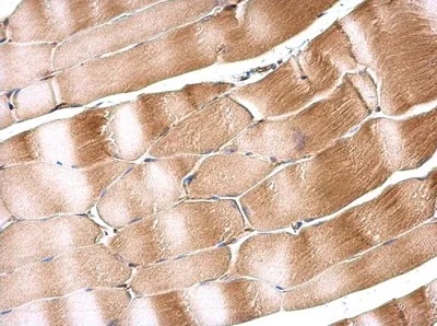 Immunohistochemistry (Formalin/PFA-fixed paraffin-embedded sections) - Anti-SIL1 antibody (AB228844)