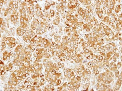 Immunohistochemistry (Formalin/PFA-fixed paraffin-embedded sections) - Anti-SIL1 antibody (AB228844)