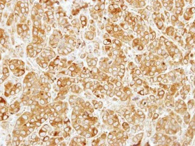 Immunohistochemistry (Formalin/PFA-fixed paraffin-embedded sections) - Anti-SIL1 antibody (AB228844)