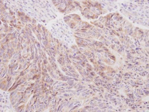 Immunohistochemistry (Formalin/PFA-fixed paraffin-embedded sections) - Anti-SIL1 antibody (AB228868), expandable thumbnail