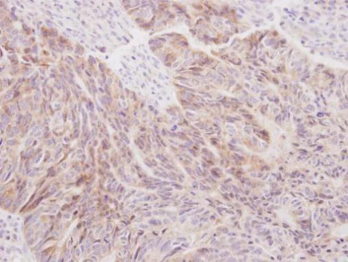 Immunohistochemistry (Formalin/PFA-fixed paraffin-embedded sections) - Anti-SIL1 antibody (AB228868)