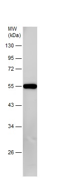 Western blot - Anti-SIL1 antibody (AB228868), expandable thumbnail