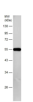 Western blot - Anti-SIL1 antibody (AB228868)