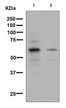 Western blot - Anti-SIM2 antibody [EPR7878] (AB131161)