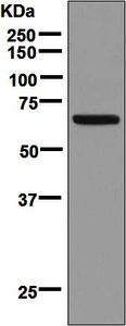 Western blot - Anti-SIM2 antibody [EPR7878] (AB131161)