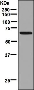 Western blot - Anti-SIM2 antibody [EPR7878] (AB131161)