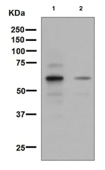 Western blot - Anti-SIM2 antibody [EPR7878] - BSA and Azide free (AB248363)