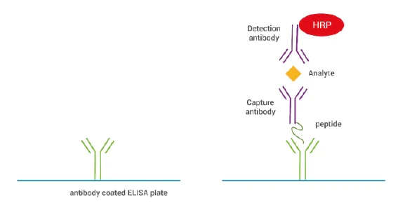 ELISA - SimpleStep ELISA® Custom ELISA Kit (AB270552)