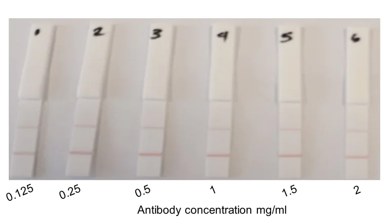 Functional Studies - SimpleStep ELISA® Peptide Check Kit (AB270053)