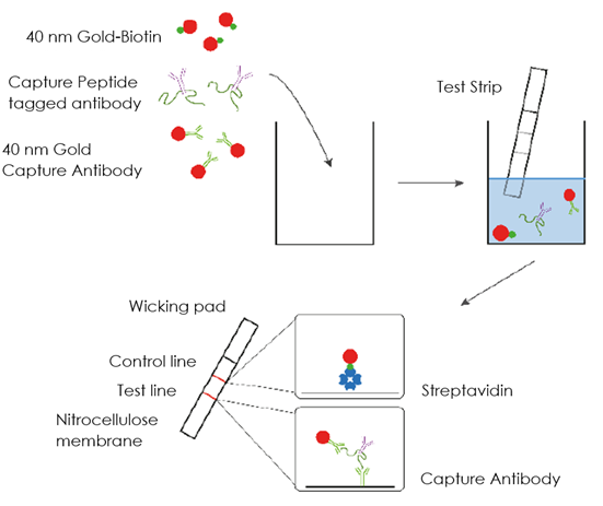 Schematic Diagram - SimpleStep ELISA® Peptide Check Kit (AB270053), expandable thumbnail