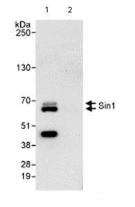 Immunoprecipitation - Anti-SIN1 antibody (AB71152)