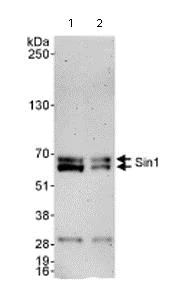 Western blot - Anti-SIN1 antibody (AB71152)