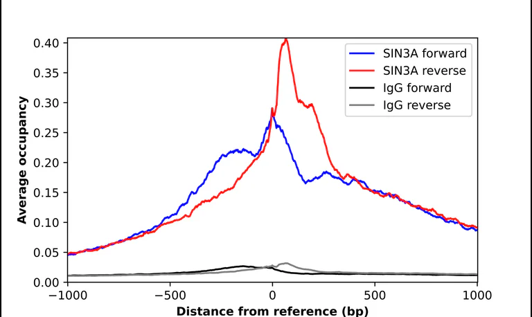 ChIP - Anti-SIN3A Antibody (AB327253)