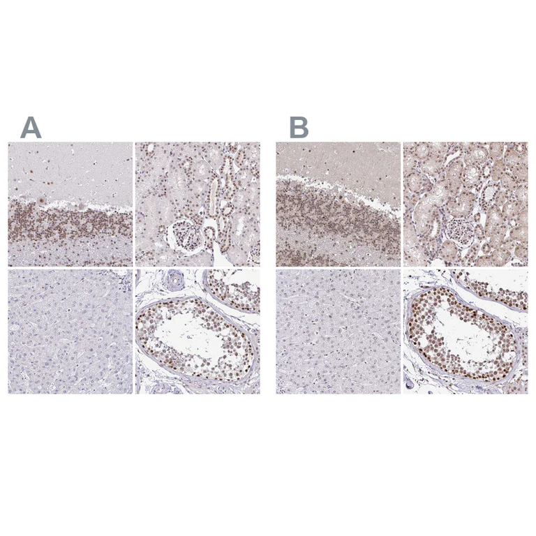 Immunohistochemistry (Formalin/PFA-fixed paraffin-embedded sections) - Anti-SIN3A Antibody (AB327253)