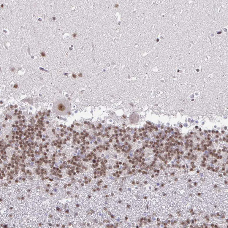 Immunohistochemistry (Formalin/PFA-fixed paraffin-embedded sections) - Anti-SIN3A Antibody (AB327253)