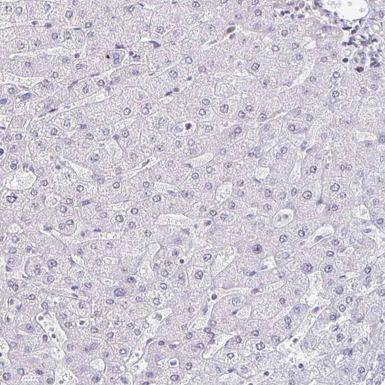 Immunohistochemistry (Formalin/PFA-fixed paraffin-embedded sections) - Anti-SIN3A Antibody (AB327253)