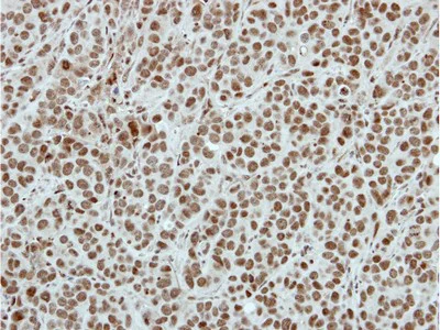 Immunohistochemistry (Formalin/PFA-fixed paraffin-embedded sections) - Anti-Sin3b antibody (AB101841)