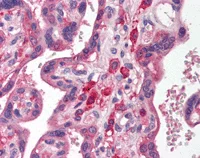 Immunohistochemistry (Formalin/PFA-fixed paraffin-embedded sections) - Anti-SIRP alpha antibody (AB116254)