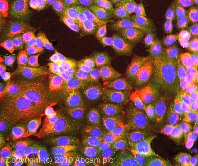 Immunocytochemistry/ Immunofluorescence - Anti-SIRP alpha antibody (AB53721)