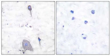 Immunohistochemistry (Formalin/PFA-fixed paraffin-embedded sections) - Anti-SIRP alpha antibody (AB53721)