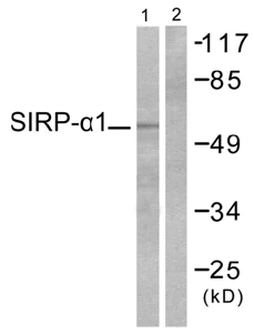Western blot - Anti-SIRP alpha antibody (AB53721)