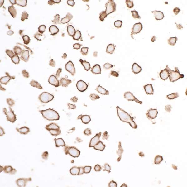 Immunocytochemistry - Anti-SIRP alpha antibody [BLR049F] - BSA free (AB314072), expandable thumbnail