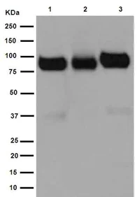 Western blot - Anti-SIRP alpha antibody [EPR16264] (AB191419)