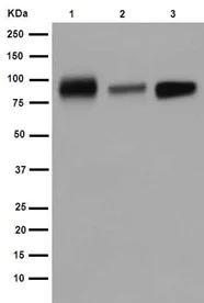 Western blot - Anti-SIRP alpha antibody [EPR16264] (AB191419)