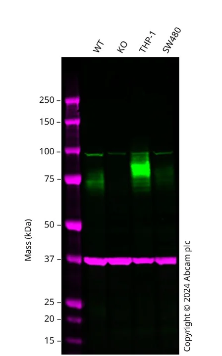 Western blot - Anti-SIRP alpha antibody [EPR16264] - BSA and Azide free (AB271957)